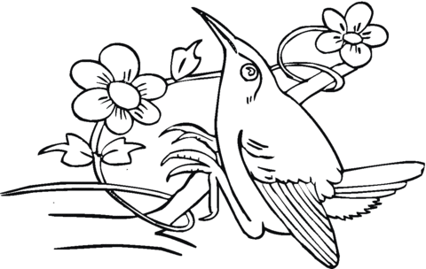 Hummingbird Likes Flower Nectar Coloring Page